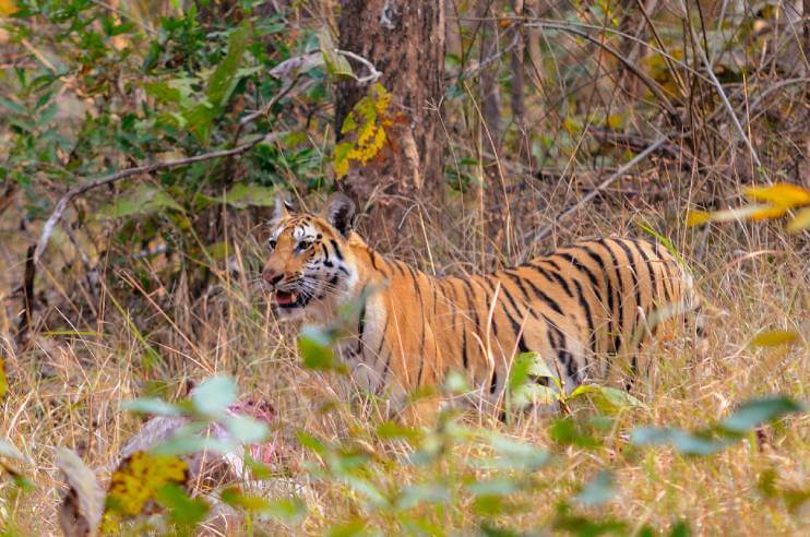 Pench Tiger Reserve Maharashtra