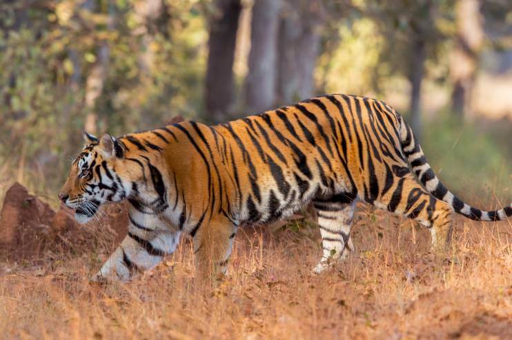 Popular National Parks in Madhya Pradesh