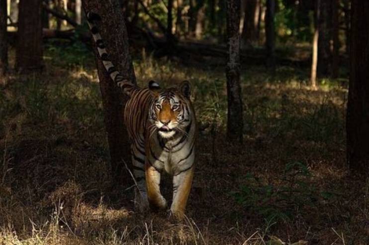 Tiger- Pench National Park