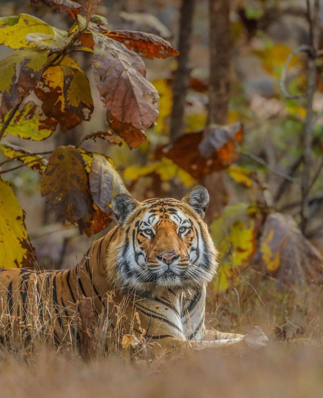 Pench Tiger Safari